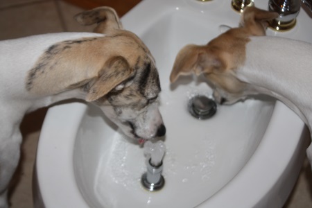 Un bidet avec une fontaine